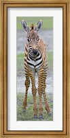 Young zebra, Ngorongoro Conservation Area, Arusha Region, Tanzania Fine Art Print