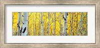 Aspen trees in a forest Fine Art Print