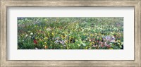 High angle view of wildflowers in a national park, Grand Teton National Park, Wyoming, USA Fine Art Print