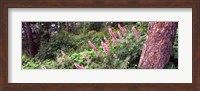 Hollyhock (Alcea rosea) flowers in a national park, Grand Teton National Park, Wyoming, USA Fine Art Print