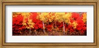 Aspen and Black Hawthorn trees in a forest, Grand Teton National Park, Wyoming Fine Art Print