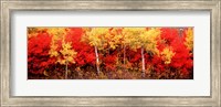 Aspen and Black Hawthorn trees in a forest, Grand Teton National Park, Wyoming Fine Art Print
