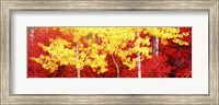Autumn in a forest, Grand Teton National Park, Wyoming Fine Art Print