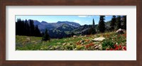 Wildflowers in a field, Rendezvous Mountain, Teton Range, Grand Teton National Park, Wyoming, USA Fine Art Print