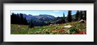 Wildflowers in a field, Rendezvous Mountain, Teton Range, Grand Teton National Park, Wyoming, USA Fine Art Print