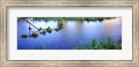 Lodgepole Pine (Pinus contorta) branch near a river, Cottonwood Creek, Grand Teton National Park, Wyoming, USA Fine Art Print