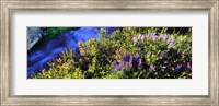 High angle view of Lupine and Spirea flowers near a stream, Grand Teton National Park, Wyoming, USA Fine Art Print