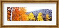 Aspen trees in a forest, Blacktail Butte, Grand Teton National Park, Wyoming, USA Fine Art Print