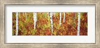 Aspen trees in a forest, Shadow Mountain, Grand Teton National Park, Wyoming, USA Fine Art Print