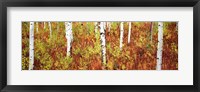 Aspen trees in a forest, Shadow Mountain, Grand Teton National Park, Wyoming, USA Fine Art Print