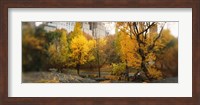 Autumn trees in a park, Central Park, Manhattan, New York City, New York State, USA Fine Art Print