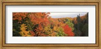 Autumnal trees in a forest, Hiawatha National Forest, Upper Peninsula, Michigan, USA Fine Art Print
