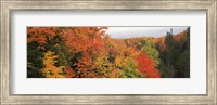 Autumnal trees in a forest, Hiawatha National Forest, Upper Peninsula, Michigan, USA Fine Art Print