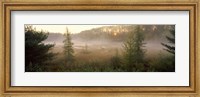 Forest, Northern Highland-American Legion State Forest, Vilas County, Wisconsin, USA Fine Art Print