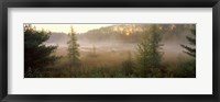 Forest, Northern Highland-American Legion State Forest, Vilas County, Wisconsin, USA Fine Art Print