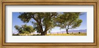 Cottonwood trees in a field, Owens Valley, California, USA Fine Art Print