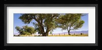 Cottonwood trees in a field, Owens Valley, California, USA Fine Art Print