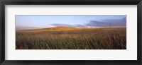 Tall grass in a field, High Plains, Cheyenne, Wyoming, USA Fine Art Print