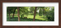 Trees in a park, Adams Park, Wheaton, Illinois, USA Fine Art Print