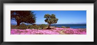 Flowers on the beach, Pacific Grove, Monterey County, California, USA Fine Art Print