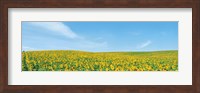Field of sunflower with blue sky Fine Art Print