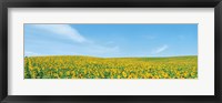 Field of sunflower with blue sky Fine Art Print