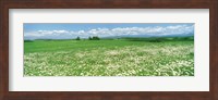 Meadow flowers, Daisy field Fine Art Print