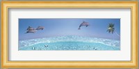 Dolphins Leaping In Air Fine Art Print