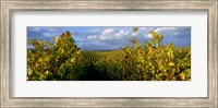 Low angle view of vineyard and windmill, Napa Valley, California, USA Fine Art Print