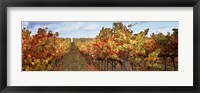 Autumn in a vineyard, Napa Valley, California, USA Fine Art Print