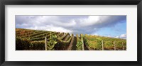 Cloudy skies over a vineyard, Napa Valley, California, USA Fine Art Print