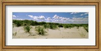 Grass among the dunes, Crane Beach, Ipswich, Essex County, Massachusetts, USA Fine Art Print