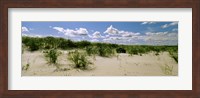 Grass among the dunes, Crane Beach, Ipswich, Essex County, Massachusetts, USA Fine Art Print