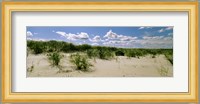 Grass among the dunes, Crane Beach, Ipswich, Essex County, Massachusetts, USA Fine Art Print