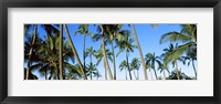Low angle view of palm trees, Oahu, Hawaii, USA Fine Art Print