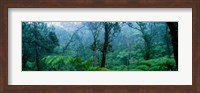 Trees in a rainforest, Hawaii Volcanoes National Park, Big Island, Hawaii, USA Fine Art Print