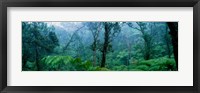 Trees in a rainforest, Hawaii Volcanoes National Park, Big Island, Hawaii, USA Fine Art Print