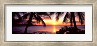 Palm trees on the coast, Kohala Coast, Big Island, Hawaii, USA Fine Art Print