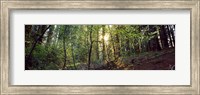 Dogwood trees in a forest, Sequoia National Park, California, USA Fine Art Print