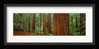 Redwoods tree in a forest, Whakarewarewa Forest, Rotorua, North Island, New Zealand Fine Art Print