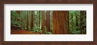 Redwoods tree in a forest, Whakarewarewa Forest, Rotorua, North Island, New Zealand Fine Art Print