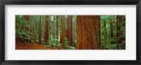 Redwoods tree in a forest, Whakarewarewa Forest, Rotorua, North Island, New Zealand Fine Art Print