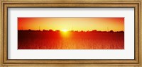 Soybean field at sunset, Wood County, Ohio, USA Fine Art Print