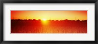 Soybean field at sunset, Wood County, Ohio, USA Fine Art Print