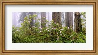Rhododendron flowers in a forest, Del Norte Coast State Park, Redwood National Park, Humboldt County, California, USA Fine Art Print