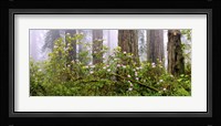 Rhododendron flowers in a forest, Del Norte Coast State Park, Redwood National Park, Humboldt County, California, USA Fine Art Print