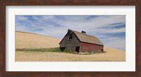 Barn in a wheat field, Colfax, Whitman County, Washington State, USA Fine Art Print