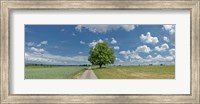 Country road passing through a field, Horb Am Neckar, Baden-Wurttemberg, Germany Fine Art Print