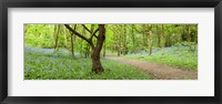 Bluebells growing in a forest, Woolley Wood, Sheffield, South Yorkshire, England Fine Art Print