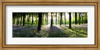 Bluebells growing in a forest in the morning, Micheldever, Hampshire, England Fine Art Print